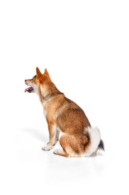 Yetişkin Shiba Inu köpeğinin beyaz stüdyo arka planında izole edilmiş görüntüsü. Güzellik, hayvan hayatı, bakım, sağlık ve safkan hayvan kavramı. Köpek sakin ve sağlıklı görünüyor.