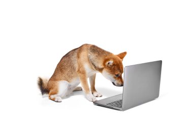 Uzaktan kumanda. Şirin Shiba Inu köpeği oturuyor ve beyaz stüdyo arka planında izole edilmiş bir şekilde dizüstü bilgisayara bakıyor. Güzellik, hayvan hayatı, bakım, sağlık ve safkan evcil hayvanlar kavramı.