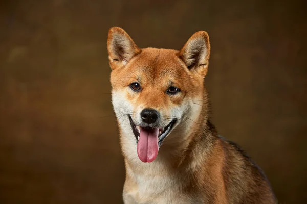Retrato Close Bela Cor Dourada Shiba Inu Cão Olhando Para — Fotografia de Stock