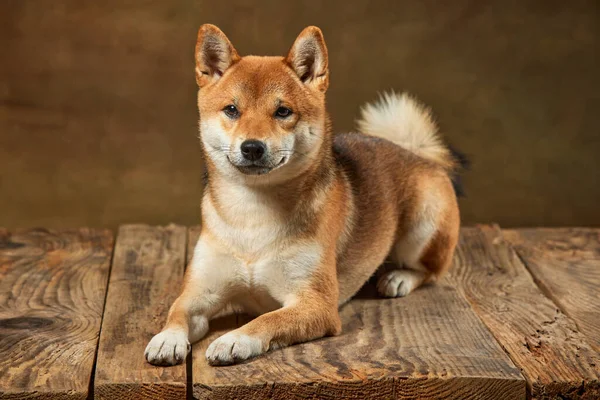 暗いヴィンテージの背景の上に隔離された美しい金色の芝犬の肖像画 美しさ 動物の生活 健康と純血ペットの概念 犬は幸せそうに見える 手入れされた — ストック写真