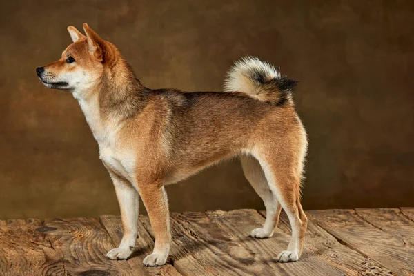 Profil Bild Vackra Gyllene Färg Shiba Inu Hund Poserar Isolerad — Stockfoto