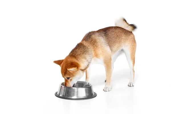 Alimentação Cão Raça Pura Shiba Inu Comer Tigela Isolada Sobre — Fotografia de Stock