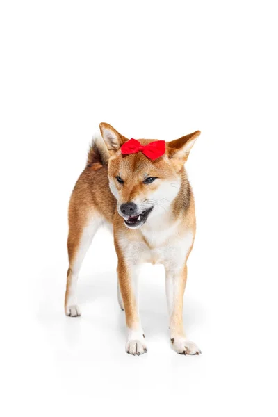 Angry Girl Studio Shot Beautiful Golden Color Shiba Inu Dog — Stock Photo, Image