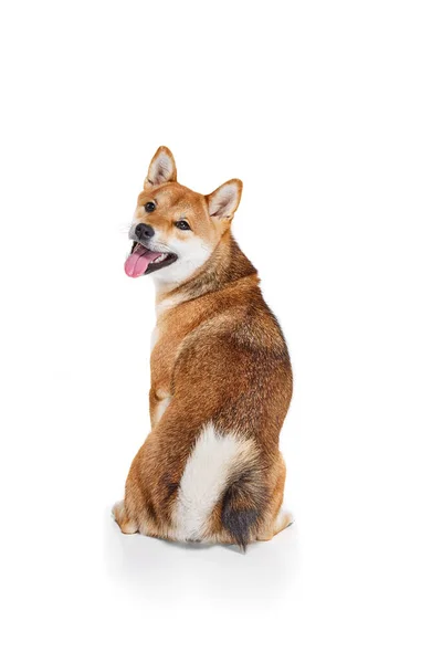 Bagside Visning Præpareret Voksen Shiba Inu Hund Isoleret Hvid Studie - Stock-foto