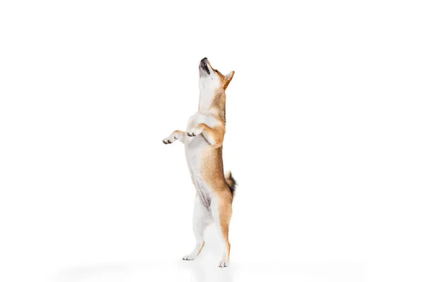 Groomed Adult Shiba Inu Dog Isolated White Studio Background Concept — Stock Photo, Image