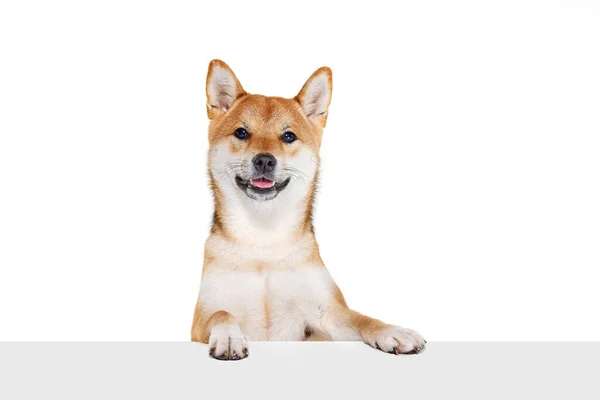 Groomed Vuxen Shiba Inu Hund Isolerad Över Vit Studio Bakgrund — Stockfoto