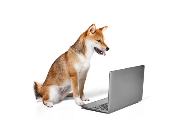 Groomed Ενηλίκων Shiba Inu Σκυλί Κάθεται Και Κοιτάζοντας Φορητό Υπολογιστή — Φωτογραφία Αρχείου