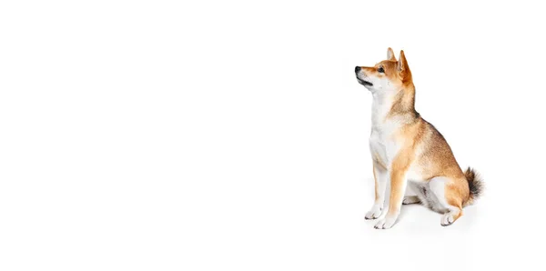 Ухоженная Взрослая Собака Сиба Ину Сидит Смотрит Белый Студийный Фон — стоковое фото