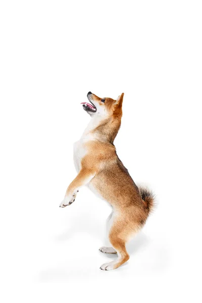 飛び跳ねて 魅力的な純血犬芝犬の肖像画白スタジオの背景に隔離されました 美しさ 動物の生活 健康と純血ペットの概念 犬は幸せそうに見える 手入れされた — ストック写真