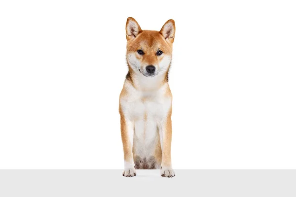 Som Räv Studio Skott Vackra Gyllene Färg Shiba Inu Hund — Stockfoto