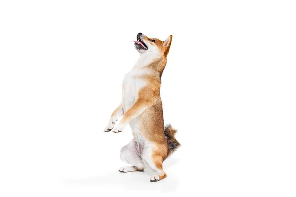 Одна Собака Счастливая Шиба Ину Изолирована Белом Фоне Студии Концепция — стоковое фото