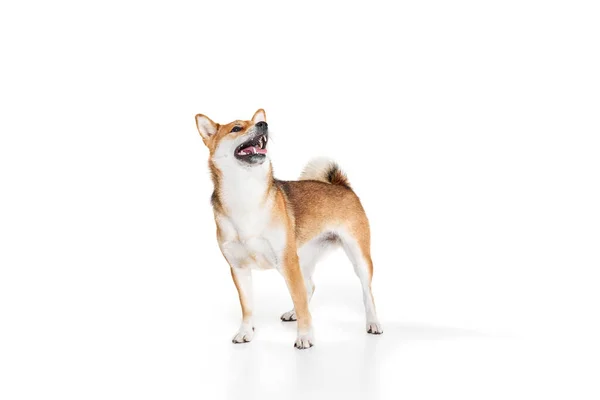 魅力的な純血犬芝犬の肖像画白スタジオの背景に隔離されました 美しさ 動物の生活 健康と純血ペットの概念 犬は幸せそうに見える 手入れされた — ストック写真
