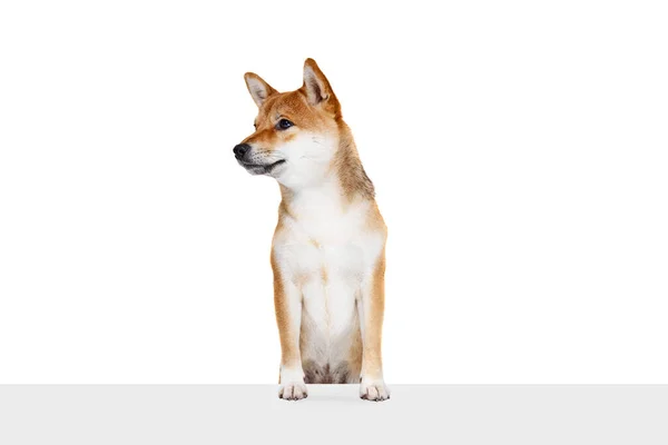 Porträtt Charmiga Renrasiga Hunden Shiba Inu Isolerad Över Vit Studio — Stockfoto