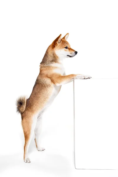 迷人的纯种狗希巴依努的肖像 后腿与白色背景隔离 动物生命 健康和纯种宠物的概念 狗狗看起来很开心 打扮得很好 — 图库照片