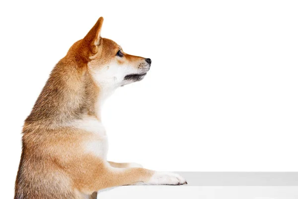 Shiba Inu Dog 프로필은 스튜디오 격리되어 아름다움 동물의 보살핌 그리고 — 스톡 사진