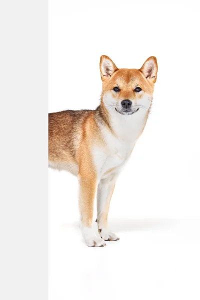 Студійний Знімок Красивого Золотого Кольору Собаки Шиба Іну Позує Ізольовано — стокове фото