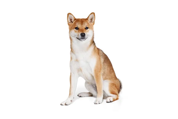 Studio Skott Vackra Gyllene Färg Shiba Inu Hund Poserar Isolerad — Stockfoto