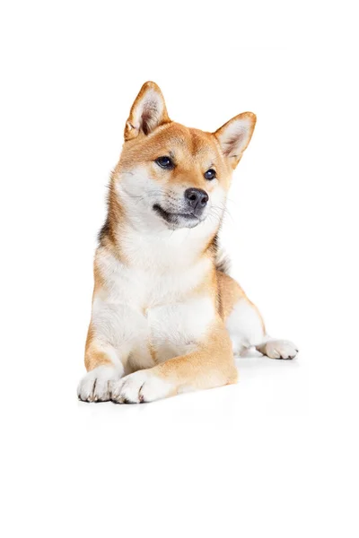 Studio Strzał Piękny Złoty Kolor Shiba Inu Pies Pozowanie Izolowane — Zdjęcie stockowe