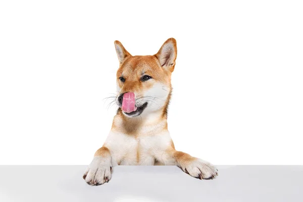 Studio Skott Vackra Gyllene Färg Shiba Inu Hund Poserar Isolerad — Stockfoto