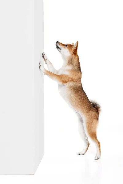 Studio Shot Του Όμορφου Χρυσού Χρώματος Shiba Inu Σκυλί Θέτει — Φωτογραφία Αρχείου