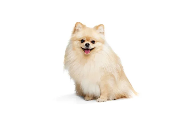Vriendelijke Metgezel Een Mooie Pluizige Pomeranian Spitz Poseren Geïsoleerd Witte — Stockfoto