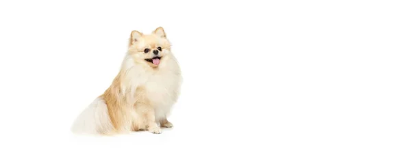 Mały Pies Czystej Krwi Kremowy Pomeranian Spitz Pies Izolowany Białym — Zdjęcie stockowe