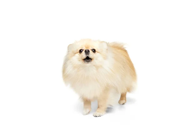 Przyjazny Towarzysz Jeden Piękny Puszysty Pomeranian Spitz Pozowanie Izolowane Białym — Zdjęcie stockowe