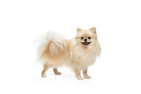Perrito Encantador Lindo Pequeño Color Arena Pomeranian Spitz Perrito Mascota — Foto de Stock