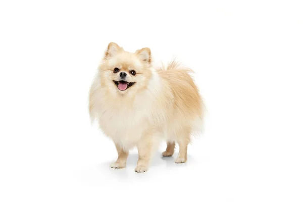Arkadaş Canlısı Bir Arkadaş Güzel Pomeranian Tükürüğü Beyaz Arka Planda — Stok fotoğraf