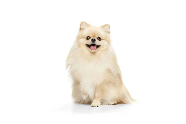 Mały Pies Czystej Krwi Kremowy Pomeranian Spitz Pies Izolowany Białym — Zdjęcie stockowe