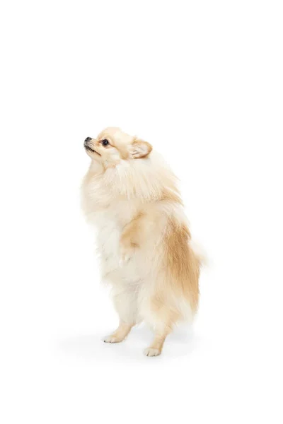 Spelen Schattig Klein Zand Kleur Pomeranian Spitz Hondje Huisdier Poseren — Stockfoto