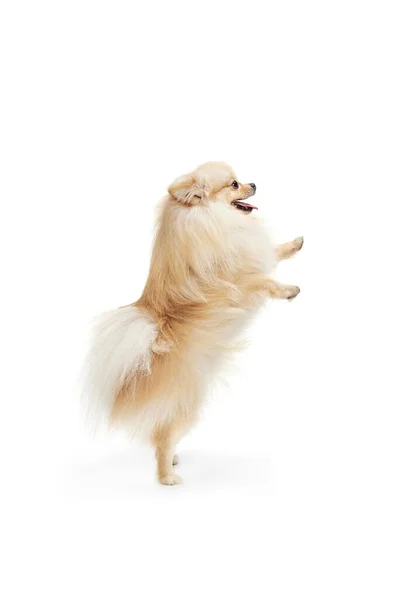 Kleine Rasechte Hond Crème Kleur Pomeranian Spitz Hond Geïsoleerd Witte — Stockfoto