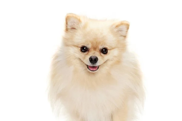 Usmívající Zvířátko Detailní Tvář Půvabné Načechrané Pomeranian Spitz Izolované Bílém — Stock fotografie