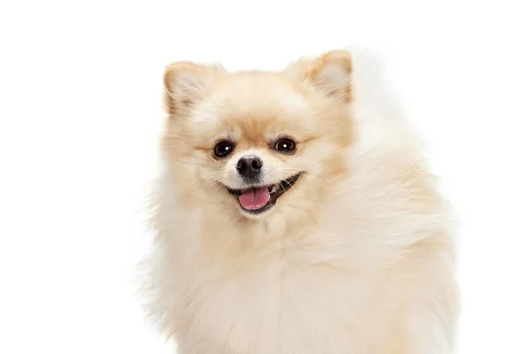 笑顔だ 白い背景に隔離された魅力的なふわふわのポメラニアンスピッツのクローズアップ顔 繁殖国内動物の概念 健康管理だベット 犬は幸せに見えます 健康と喜び 広告のコピースペース — ストック写真