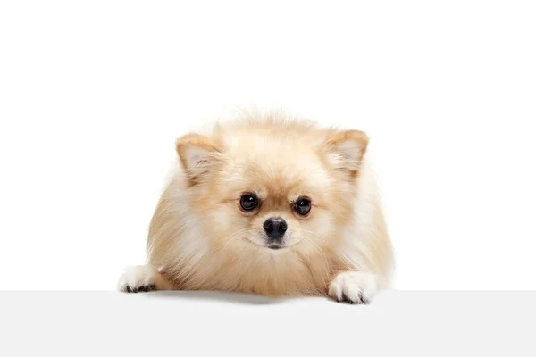 Köpek Sakin Görünüyor Beyaz Arka Planda Izole Edilmiş Şirin Küçük — Stok fotoğraf