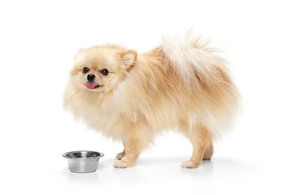 stock image Feed. Cute small sand color pomeranian Spitz, doggy or pet standing near bowl isolated over white background. Concept of motion, action, movement, pets love. Looks happy, funny