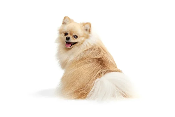 Achteraanzicht Van Schattige Kleine Zandkleur Pomeranian Spitz Poseren Geïsoleerd Witte — Stockfoto