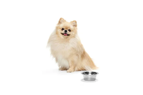 stock image Friendly companion. One beautiful fluffy pomeranian spitz posing isolated on white background. Concept of breed domestic animal. health care, vet. Doggy looks happy, groomed. Copy space for ad