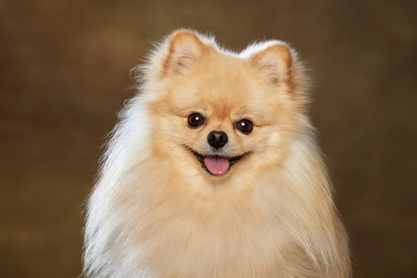 Happiness Portrait Happy Smiling Little Purebred Dog Posing Isolated Dark — Stock Photo, Image