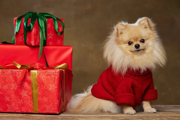 Happy holidays. Stylish pomeranian Spitz wearing warm knitted sweater sitting near festive boxes isolated over dark vintage background. Merry Christmas concept. Charming pet and gifts