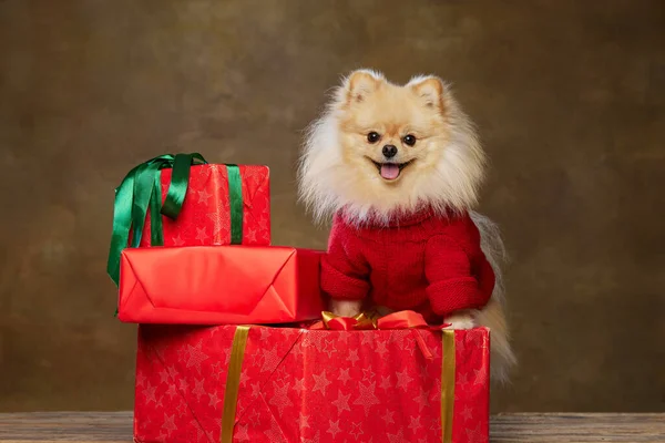 节日快乐时尚的波美拉尼亚斯皮茨穿着温暖的针织毛衣 坐在节庆盒旁边 与深色的复古背景隔离 圣诞快乐的概念 迷人的小狗和礼物 — 图库照片