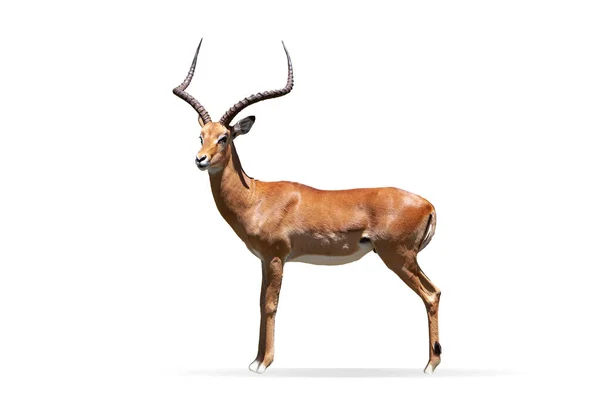 Zijaanzicht Beeld Van Mooie Antilope Geïsoleerd Witte Achtergrond Gehoornde Dieren — Stockfoto