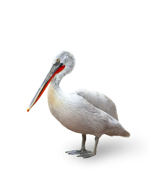 ペリカンの画像 白い背景に隔離された鳥 自然保護 動物園 野生動物保護 ライフスタイルの概念 — ストック写真