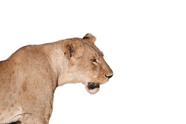 Side View Image Female Lion Roaring Isolated White Background Concept — Stock Photo, Image