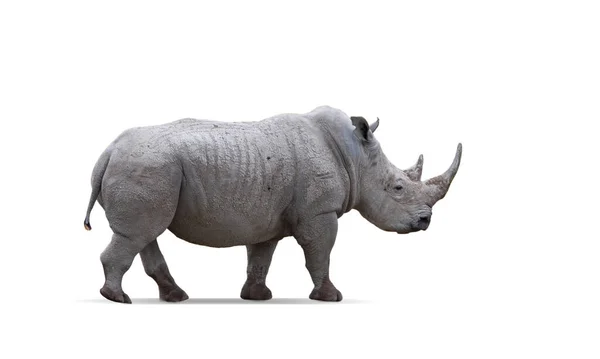 Πλάγια Εικόνα Του Μεγάλου Ρινόκερου Που Απομονώνεται Λευκό Φόντο Έννοια — Φωτογραφία Αρχείου