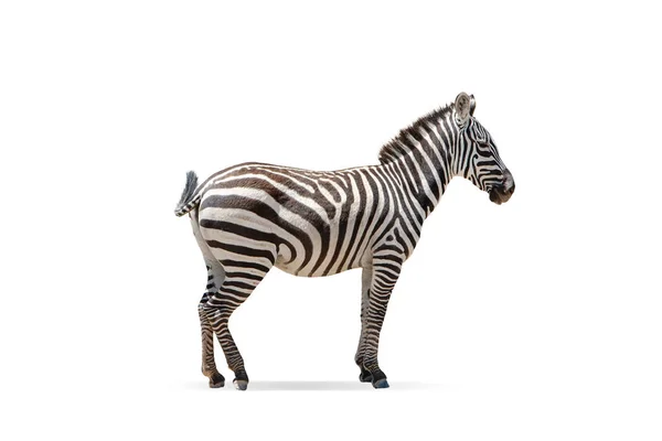 stock image Beautiful zebra isolated over white background. Side view image. Concept of animal, travel, zoo, wildlife protection, lifestyle