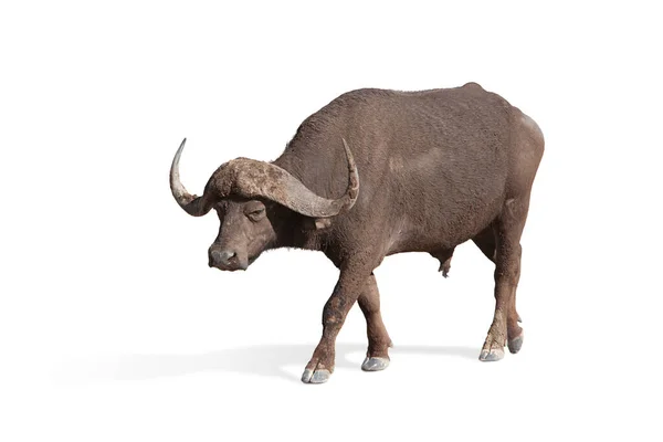 Zijaanzicht Beeld Van Volwassen Buffel Geïsoleerd Witte Achtergrond Begrip Dier — Stockfoto