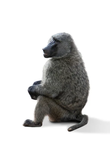 白い背景の上に隔離された灰色の成熟した猿の像 動物園 野生動物保護 ライフスタイルの概念 — ストック写真