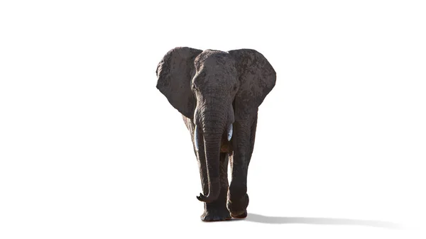 Grote Grijze Olifant Loopt Geïsoleerd Witte Achtergrond Vooraanzicht Beeld Begrip — Stockfoto