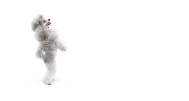 Safkan bir kanişin portresi arka ayakları üzerinde duruyor ve beyaz stüdyo arka planında izole bir şekilde dans ediyor. Evcil hayvan kavramı, bakım, yoldaş, veteriner, hareket, aksiyon, evcil hayvan aşkı. El ilanı